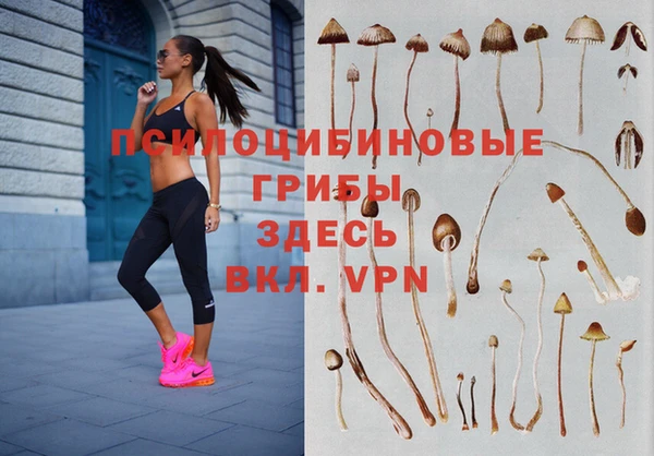 стафф Новокубанск